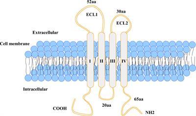 Targeting CLDN18.2 in cancers of the gastrointestinal tract: New drugs and new indications